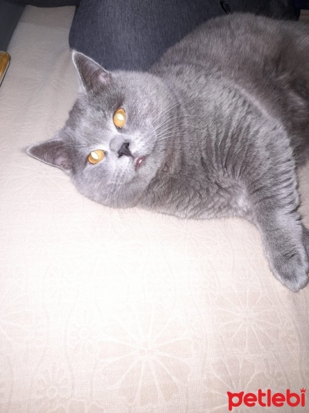 British Shorthair, Kedi  Duman fotoğrafı