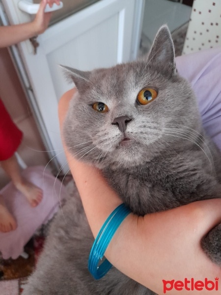British Shorthair, Kedi  Duman fotoğrafı