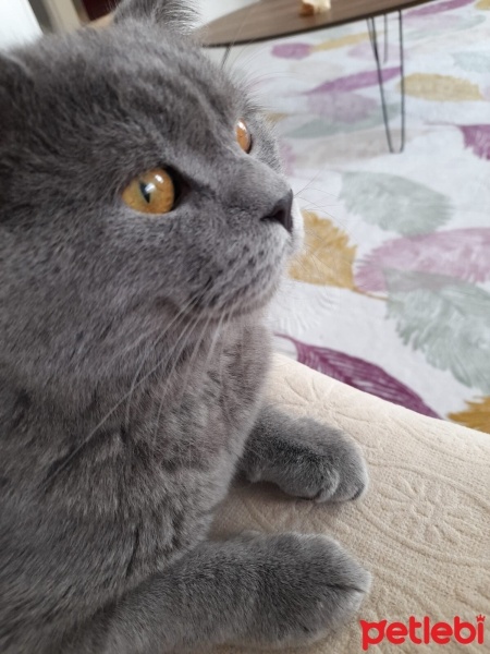 British Shorthair, Kedi  Duman fotoğrafı