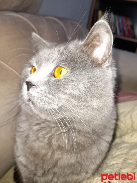 British Shorthair, Kedi  Duman fotoğrafı