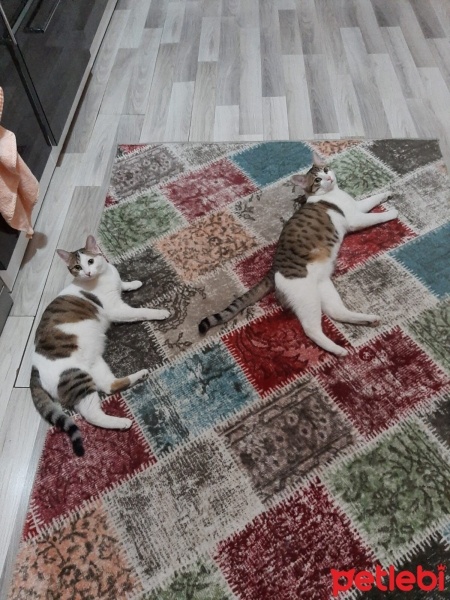 Tekir Kedi, Kedi  Barni ve Leya fotoğrafı