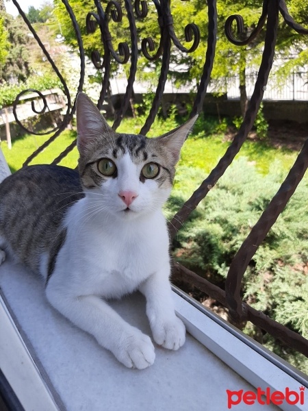 Tekir Kedi, Kedi  Barni ve Leya fotoğrafı