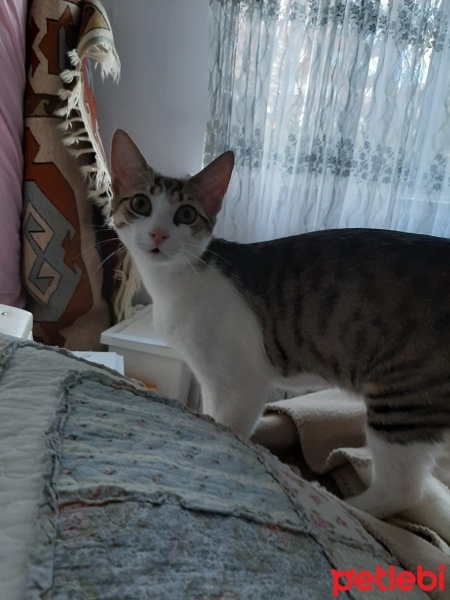 Tekir Kedi, Kedi  Barni ve Leya fotoğrafı