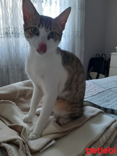 Tekir Kedi, Kedi  Barni ve Leya fotoğrafı