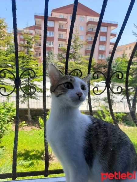 Tekir Kedi, Kedi  Barni ve Leya fotoğrafı