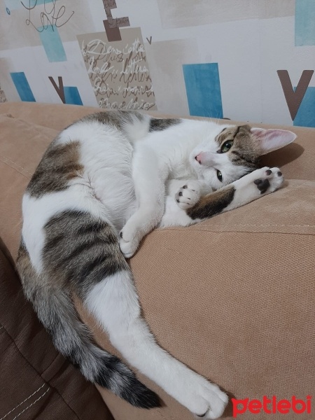 Tekir Kedi, Kedi  Barni ve Leya fotoğrafı