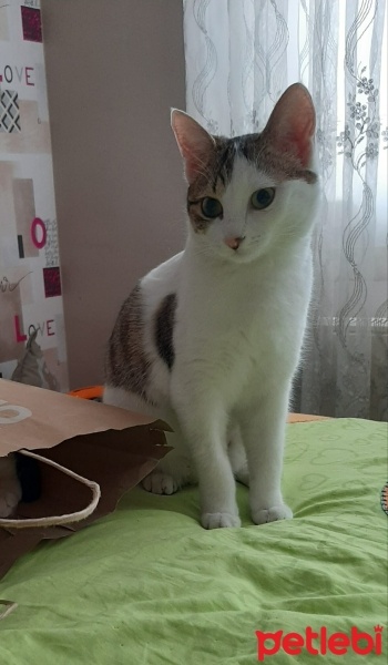 Tekir Kedi, Kedi  Barni ve Leya fotoğrafı
