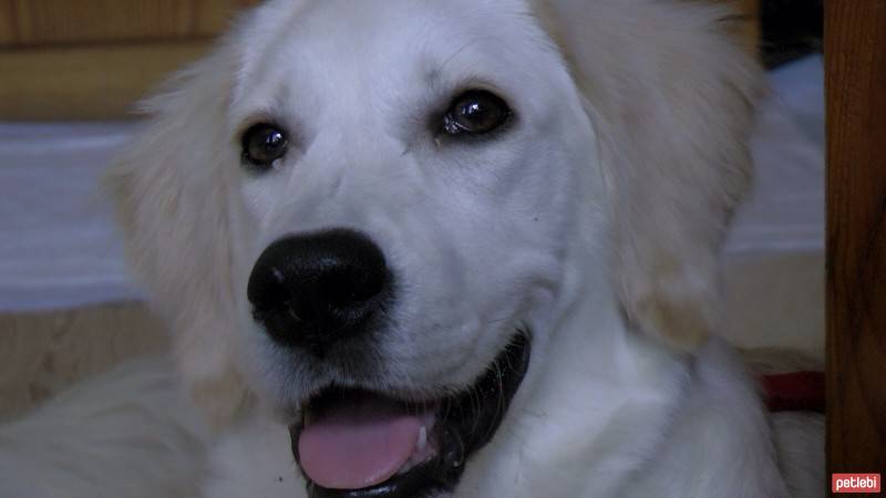 Golden Retriever, Köpek  Şila fotoğrafı