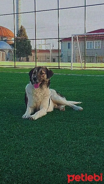 Russian Spaniel, Köpek  Paşa fotoğrafı