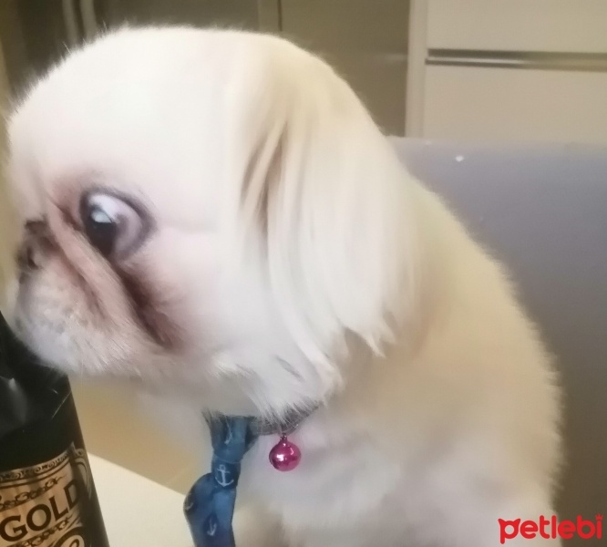 Pekingese, Köpek  Kuzey fotoğrafı