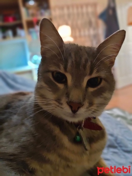 Tekir Kedi, Kedi  boncuk fotoğrafı