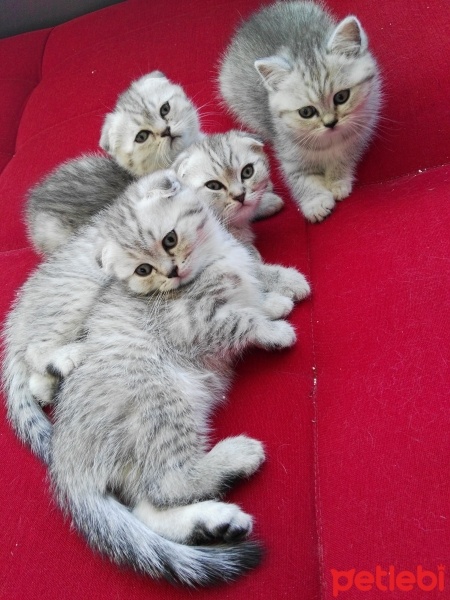 Scottish Fold, Kedi  Fındık fıstık kaju üçlüsü fotoğrafı