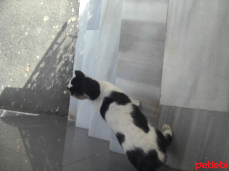 Tekir Kedi, Kedi  Zambakya fotoğrafı