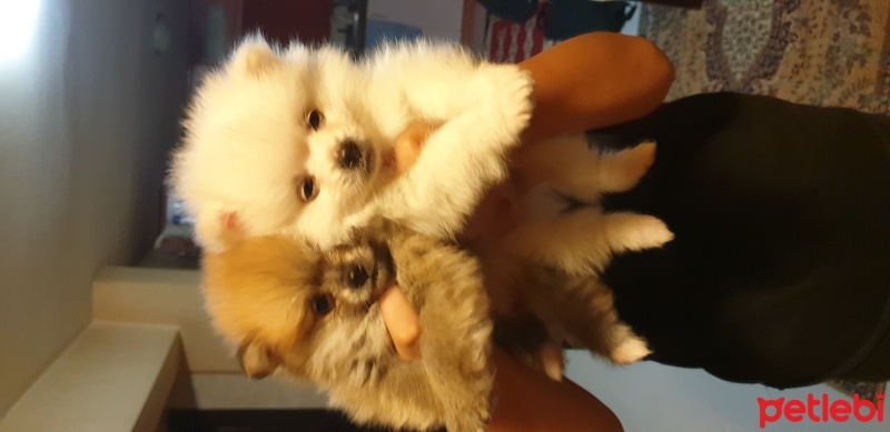 Pomeranyalı, Köpek  Pomeranian fotoğrafı