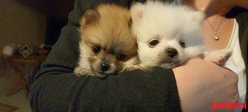 Pomeranyalı, Köpek  Pomeranian fotoğrafı
