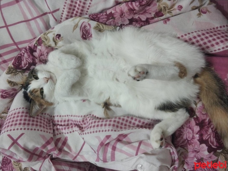Tekir Kedi, Kedi  Sütlaç fotoğrafı
