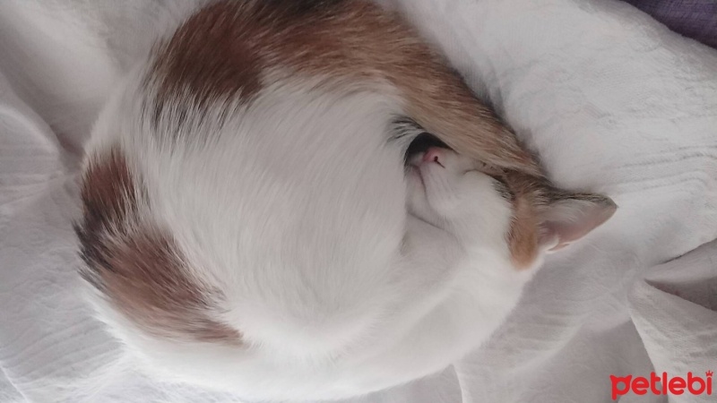 Tekir Kedi, Kedi  Sütlaç fotoğrafı