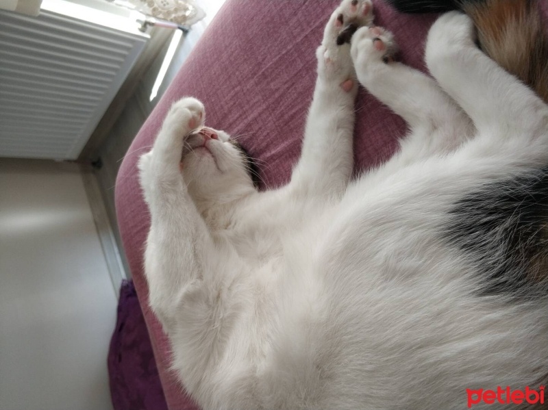 Tekir Kedi, Kedi  Sütlaç fotoğrafı