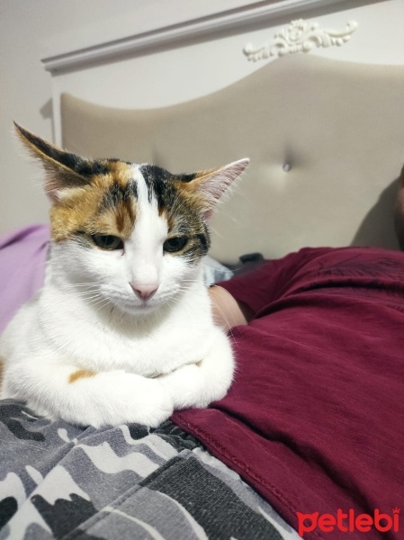 Tekir Kedi, Kedi  Sütlaç fotoğrafı