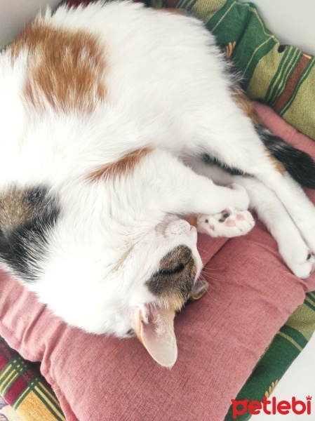 Tekir Kedi, Kedi  Sütlaç fotoğrafı