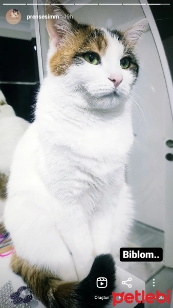 Tekir Kedi, Kedi  Sütlaç fotoğrafı