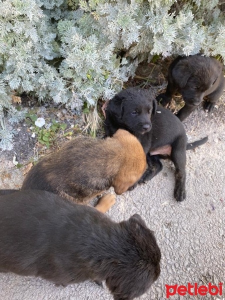 Sokö (Sokak Köpeği), Köpek  Prens fotoğrafı