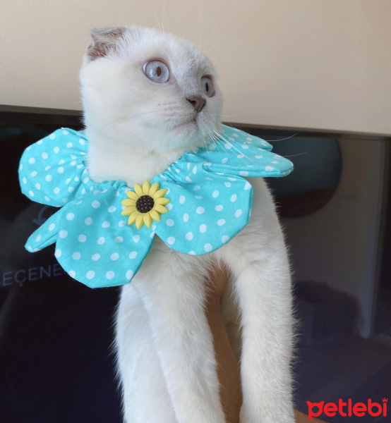 Scottish Fold, Kedi  SAKIZ fotoğrafı