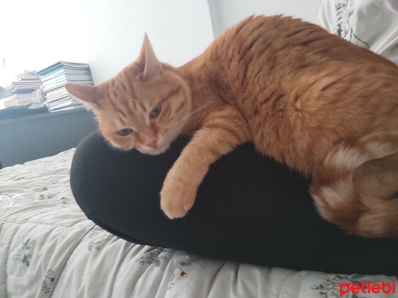 Tekir Kedi, Kedi  Suşi fotoğrafı