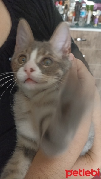 Tekir Kedi, Kedi  Duman fotoğrafı
