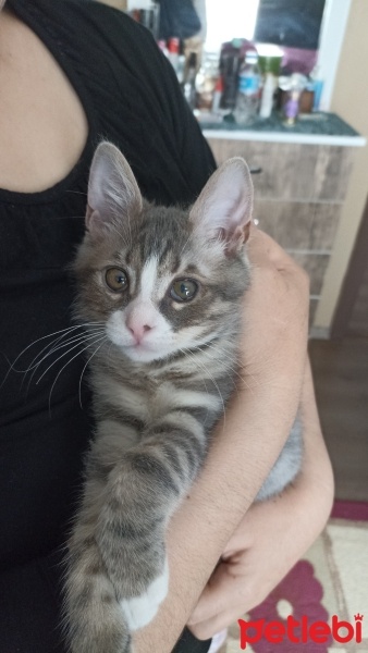 Tekir Kedi, Kedi  Duman fotoğrafı