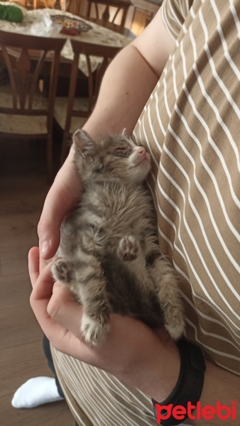 Tekir Kedi, Kedi  Duman fotoğrafı