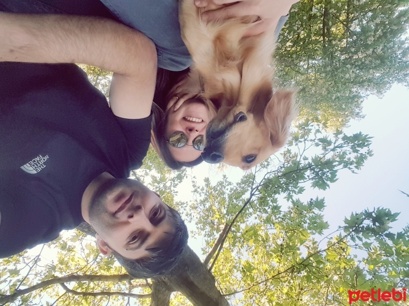 Sokö (Sokak Köpeği), Köpek  KÖPÜK fotoğrafı