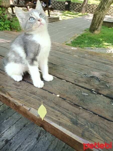 Tekir Kedi, Kedi  Lokum fotoğrafı