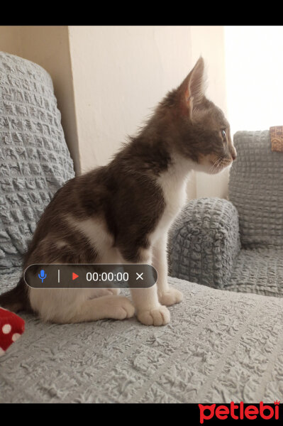 Tekir Kedi, Kedi  Lokum fotoğrafı