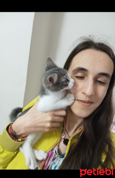 Tekir Kedi, Kedi  Lokum fotoğrafı