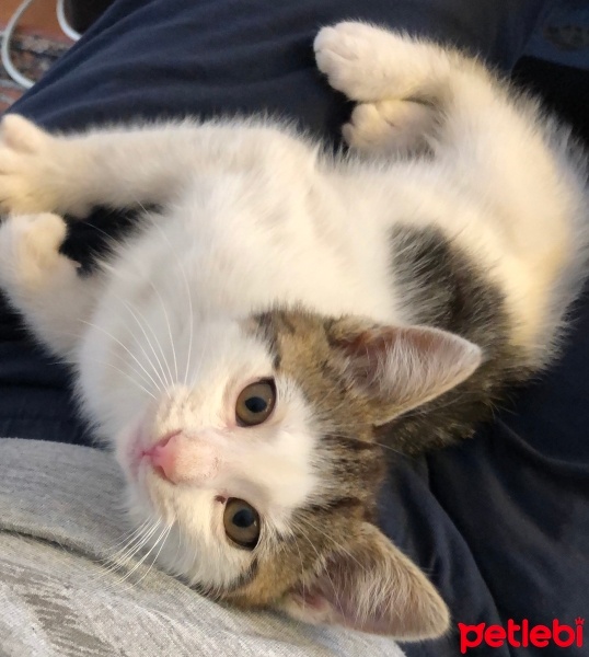 Tekir Kedi, Kedi  Mişo fotoğrafı