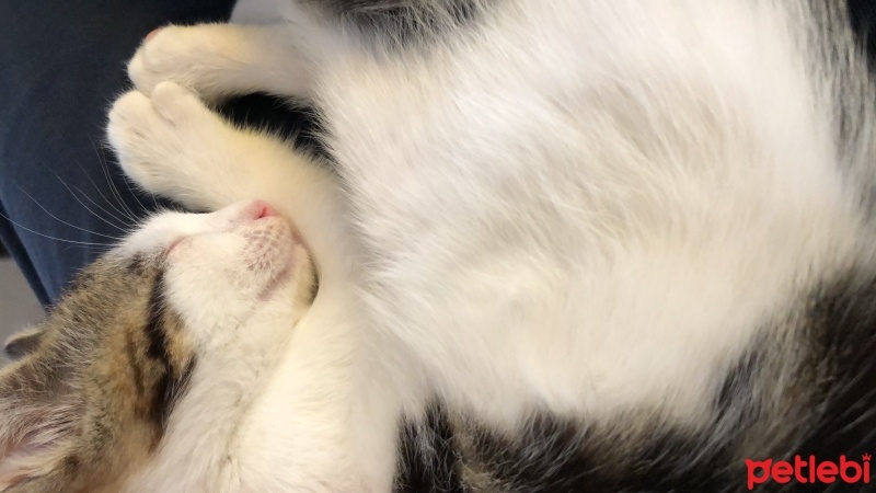 Tekir Kedi, Kedi  Mişo fotoğrafı
