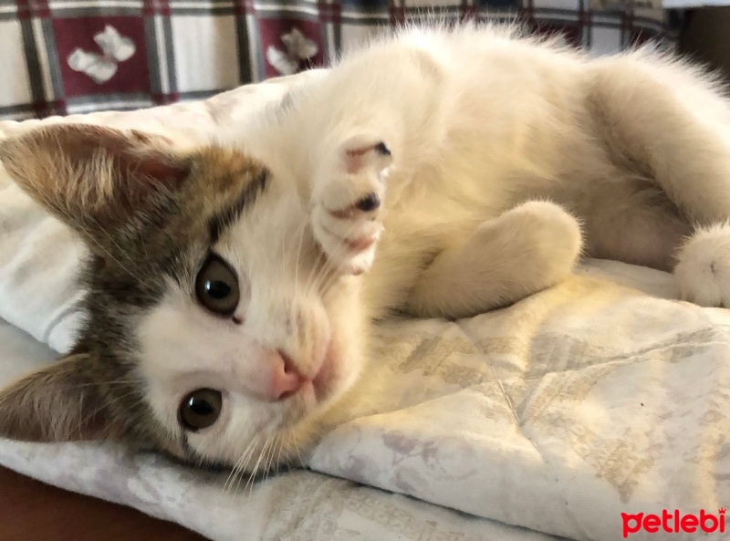Tekir Kedi, Kedi  Mişo fotoğrafı