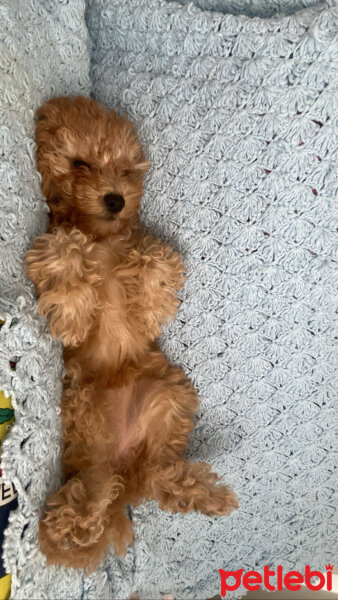 Poodle (Minyatür Kaniş), Köpek  Leydi fotoğrafı