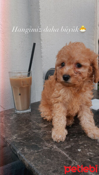 Poodle (Minyatür Kaniş), Köpek  Leydi fotoğrafı