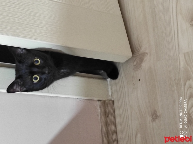 Tekir Kedi, Kedi  Dobby fotoğrafı