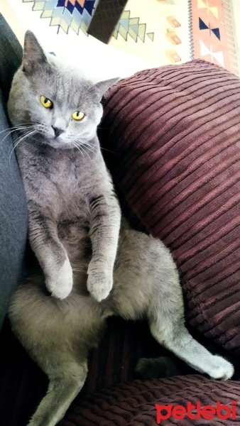 Brazilian Shorthair, Kedi  Çiko fotoğrafı