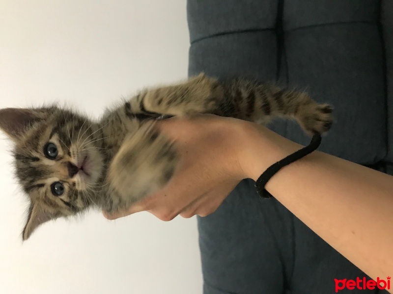 Tekir Kedi, Kedi  Mavi fotoğrafı