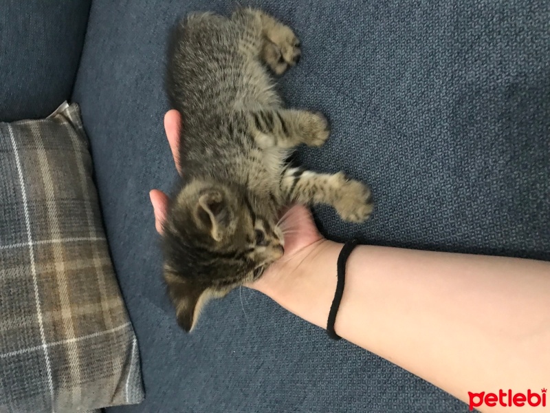 Tekir Kedi, Kedi  Mavi fotoğrafı