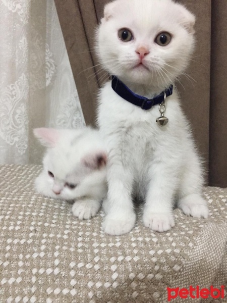 Scottish Fold, Kedi  Cesur fotoğrafı