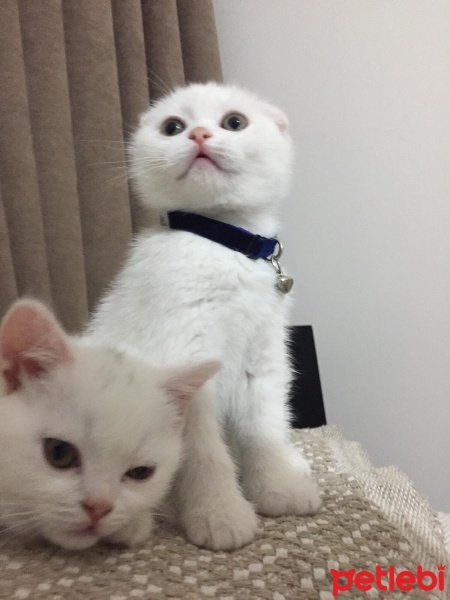 Scottish Fold, Kedi  Cesur fotoğrafı