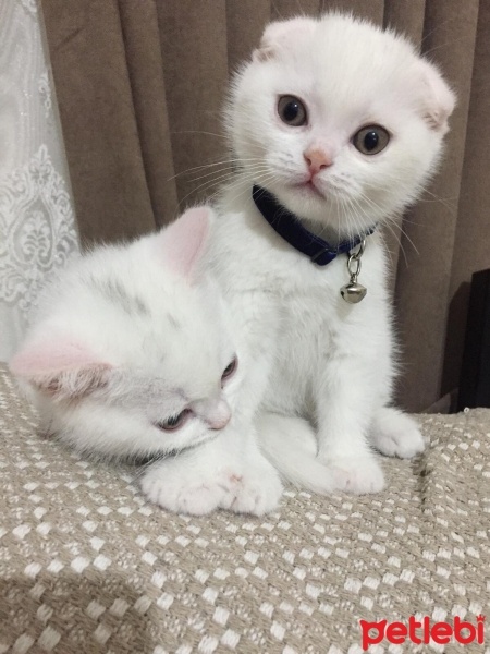 Scottish Fold, Kedi  Cesur fotoğrafı