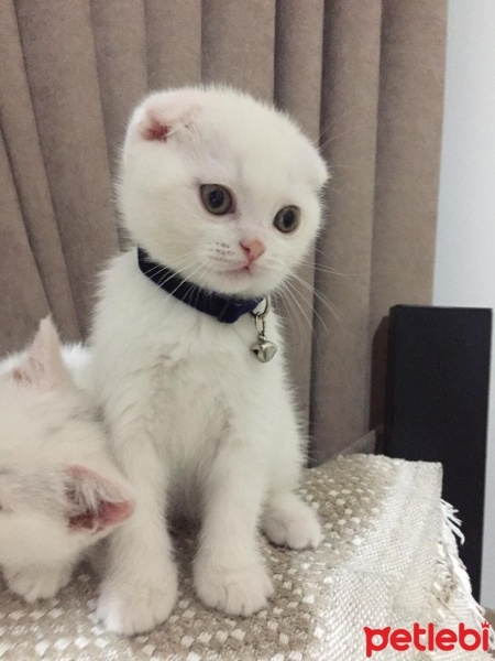 Scottish Fold, Kedi  Cesur fotoğrafı