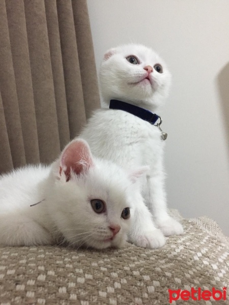 Scottish Fold, Kedi  Cesur fotoğrafı