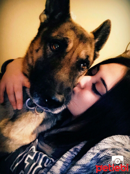 Alman Çoban Köpeği, Köpek  HAYKO fotoğrafı